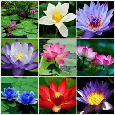 Premium Bonsai Lotus Flower Seeds (10 Seeds/Pack)