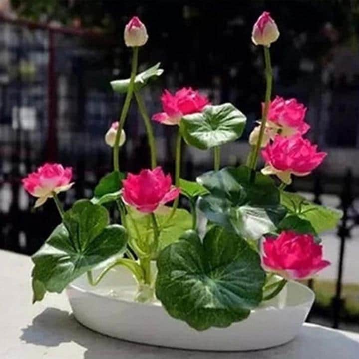 Premium Bonsai Lotus Flower Seeds (10 Seeds/Pack) Molooco Shop