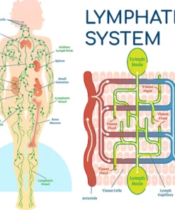 Lymphatic Drainage Herbal Detox Ointment