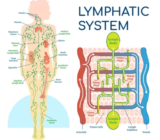 Lymphatic Drainage Herbal Detox Ointment